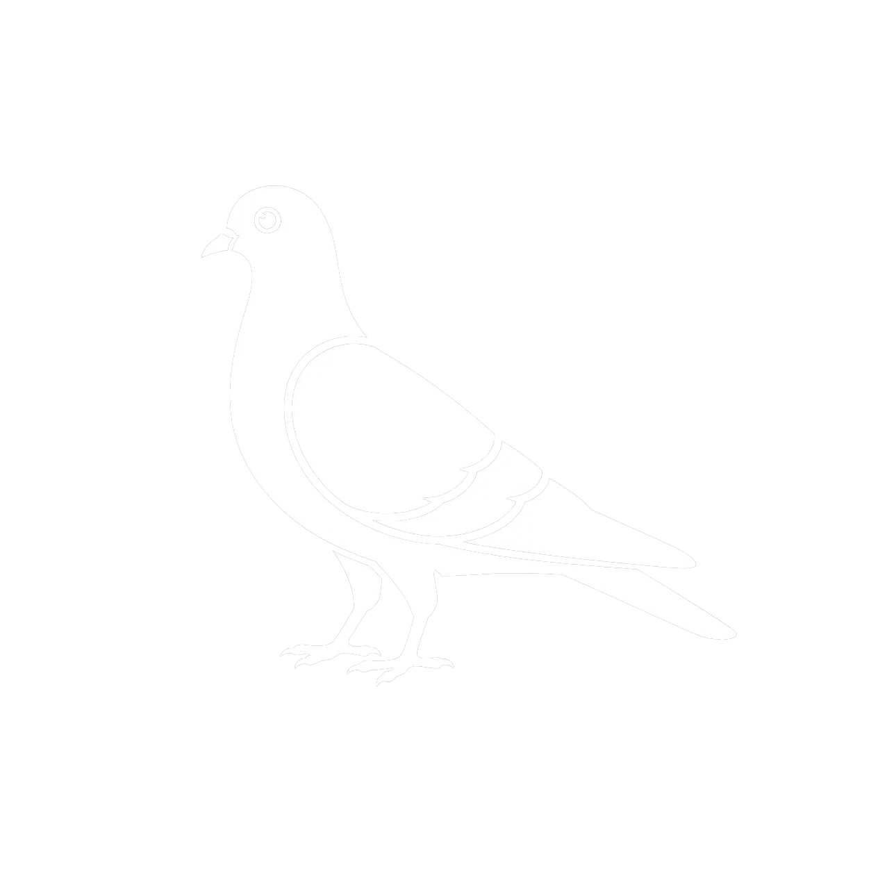 Icône Pigeon biset (Columba livia) dépigeonnage BS Désinfection